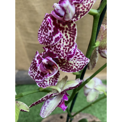 Орхідея Фаленопсис Florinda Дикий Кіт Orchid Phalaenopsis Wild Cat