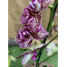 Орхідея Фаленопсис Florinda Дикий Кіт Orchid Phalaenopsis Wild Cat