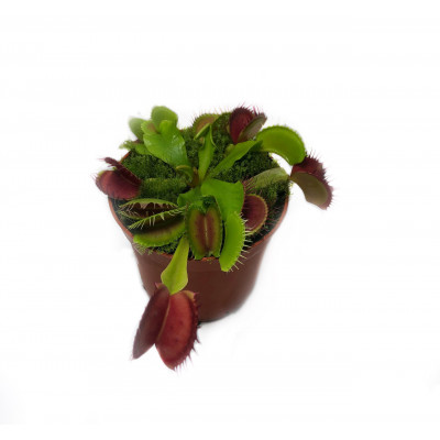 Рослина хижак Венерина Мухолівка AlienPlants B52 Dionaea muscipula B52 L (SUN0001CP)