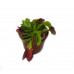 Рослина хижак Венерина Мухолівка AlienPlants B52 Dionaea muscipula B52 L (SUN0001CP)