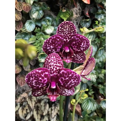 Орхідея Фаленопсис Florinda Дикий Кіт Orchid Phalaenopsis Wild Cat