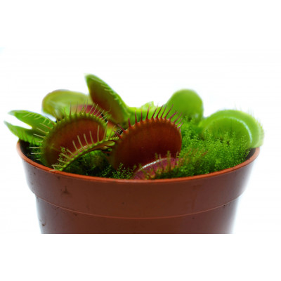 Рослина хижак Венерина Мухолівка AlienPlants B52 Dionaea muscipula B52 L (SUN0001CP)