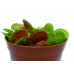 Рослина хижак Венерина Мухолівка AlienPlants B52 Dionaea muscipula B52 L (SUN0001CP)