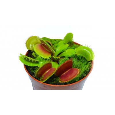 Рослина хижак Венерина Мухолівка AlienPlants B52 Dionaea muscipula B52 L (SUN0001CP)