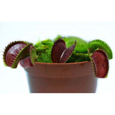 Рослина хижак Венерина Мухолівка AlienPlants B52 Dionaea muscipula B52 L (SUN0001CP)