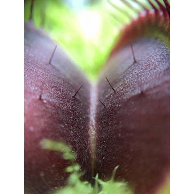 Рослина хижак Венерина Мухолівка AlienPlants B52 Dionaea muscipula B52 L (SUN0001CP)