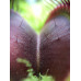 Рослина хижак Венерина Мухолівка AlienPlants B52 Dionaea muscipula B52 L (SUN0001CP)